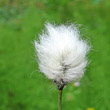 Portraitfoto Eriophorum vaginatum