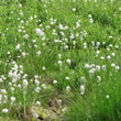 Habitusfoto Eriophorum vaginatum