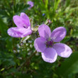 Portraitfoto Erodium cicutarium