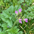 Foto Kelch Erodium moschatum