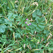 Habitusfoto Erodium moschatum