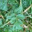 Blätterfoto Erodium moschatum