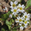 Blütenfoto Erophila verna