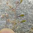 Fruchtfoto Erophila verna
