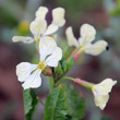 Blütenfoto Eruca sativa