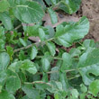 Blätterfoto Eruca sativa