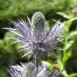 Blütenfoto Eryngium alpinum