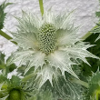 Foto von Besonderheit Eryngium alpinum