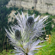 Portraitfoto Eryngium alpinum