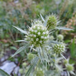 Blütenfoto Eryngium campestre