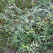 Habitusfoto Eryngium campestre