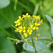 Portraitfoto Erysimum cheiranthoides