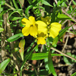 Portraitfoto Erysimum cheiri