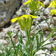 Foto Kelch Erysimum ochroleucum