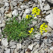 Habitusfoto Erysimum ochroleucum