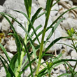 Stängel-/Stammfoto Erysimum ochroleucum