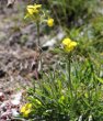 Habitusfoto Erysimum rhaeticum