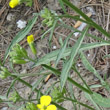 Blätterfoto Erysimum rhaeticum