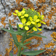 Portraitfoto Erysimum virgatum