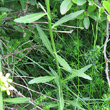 Blätterfoto Erysimum virgatum