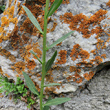 Stängel-/Stammfoto Erysimum virgatum