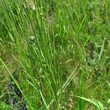 Fruchtfoto Erysimum virgatum
