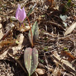 Habitusfoto Erythronium dens-canis