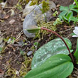 Fruchtfoto Erythronium dens-canis