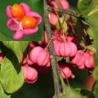 Fruchtfoto Euonymus europaeus