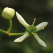Blütenfoto Euonymus europaeus