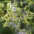 Blütenfoto Euonymus europaeus