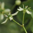 Foto von Besonderheit Euonymus europaeus