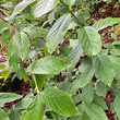Blätterfoto Euonymus latifolius
