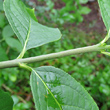 Stängel-/Stammfoto Euonymus latifolius