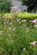 Habitusfoto Eupatorium cannabinum