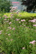 Habitusfoto Eupatorium cannabinum