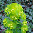 Blütenfoto Euphorbia amygdaloides