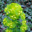 Portraitfoto Euphorbia amygdaloides