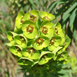 Portraitfoto Euphorbia characias