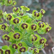 Bl&uuml;tenfoto Euphorbia characias