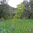 Habitusfoto Euphorbia characias