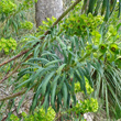 Bl&auml;tterfoto Euphorbia characias
