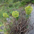 Foto von Besonderheit Euphorbia characias