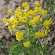 Portraitfoto Euphorbia cyparissias