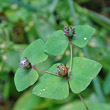 Fruchtfoto Euphorbia dulcis