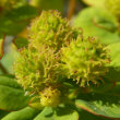 Fruchtfoto Euphorbia epithymoides