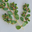 Bl&uuml;tenfoto Euphorbia humifusa