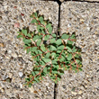 Habitusfoto Euphorbia humifusa