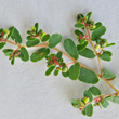 St&auml;ngel-/Stammfoto Euphorbia humifusa