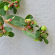Fruchtfoto Euphorbia humifusa
